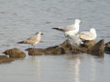 Laughing Gull (1st winter bird, molting into spring plumage) with Ring-billed Gulls