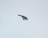 Peregrine Falcon flying with/eating Sharp-shinned Hawk