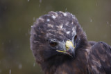 Adult Dark-morph Red-tailed Hawk