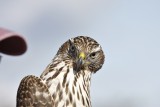 Juvenile Northern Goshawk