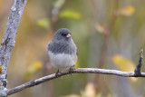 Dark-eyed Junco