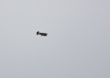 Hawk Ridge quiz bird - Rough-legged Hawk