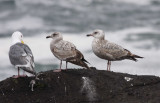 Herring Gull (center and right), Western Gull (left). Herring Gull of interest (middle)