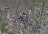 Marsh Wren... singing its heart out!