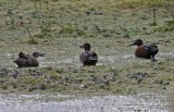 Cinnamon Teal