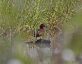 Cinnamon Teal drake