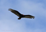 Turkey Vulture