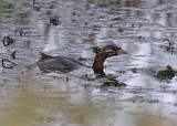 young Pied-billed Grebe