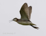 Wilsons Phalarope