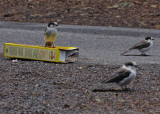 Gray Jay family... they found my cereal!