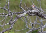 Red-bellied Woodpecker