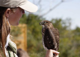 Brittnie with juvenile Coopers Hawk