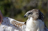 Red-tailed Hawk