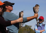 Sharp-shinned Hawk (left) and Coopers Hawk (right)