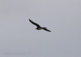 Adult Pomarine Jaeger