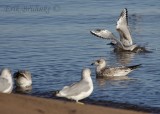 Bonapartes Gull (landing) behind Ring-billed Gulls