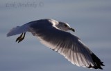 Ring-billed Gull