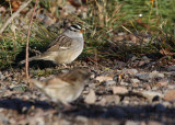 White-crowned Sparrow with White-throated Sparrow (foreground)