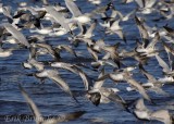 Franklins Gull in flight, among Ring-billed Gulls