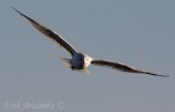 Ring-billed Gull - head on