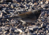 Oregon/ Rocky Mountain Dark-eyed Junco