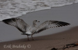 Ring-billed Gull