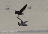 Sub-adult Long-tailed Jaeger pususing Ring-billed Gull