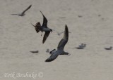 Sub-adult  Long-tailed Jaeger pursusing Ring-billed Gull