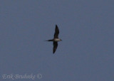 Sub-adult  Long-tailed Jaeger