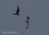 Parasitic Jaeger chasing Ring-billed Gull