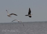 Parasitic Jaeger with Ring-billed Gulls