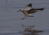 Ring-billed Gull