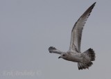 Ring-billed Gull