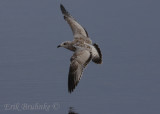 Ring-billed Gull