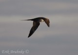 Sub-adult  Long-tailed Jaeger