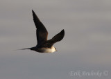 Sub-adult Long-tailed Jaeger