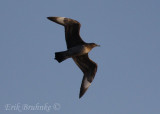 Juvenile Parasitic Jaeger