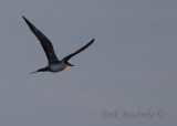 Sub-adult Long-tailed Jaeger