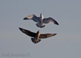 Juvenile Parasitic Jaeger chasing Ring-billed Gull