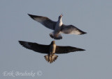 Juvenile Parasitic Jaeger chasing Ring-billed Gull