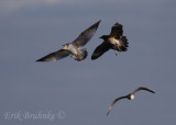 Juvenile Parasitic Jaeger chasing Ring-billed Gull