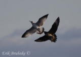 Juvenile Parasitic Jaeger chasing Ring-billed Gull