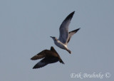 Juvenile Parasitic Jaeger chasing Ring-billed Gull