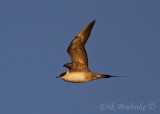 Sub-adult Long-tailed Jaeger