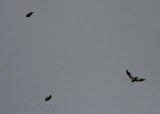 Snow Buntings migrating by