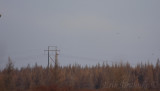 Rough-legged Hawks... can you spot all 5 in this photo?