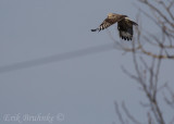 Rough-legged Hawk (light morph) hovering
