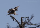 Red-tailed Hawk