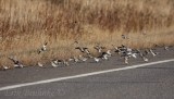 Snow Buntings!