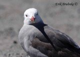 Adult breeding Heermans Gull